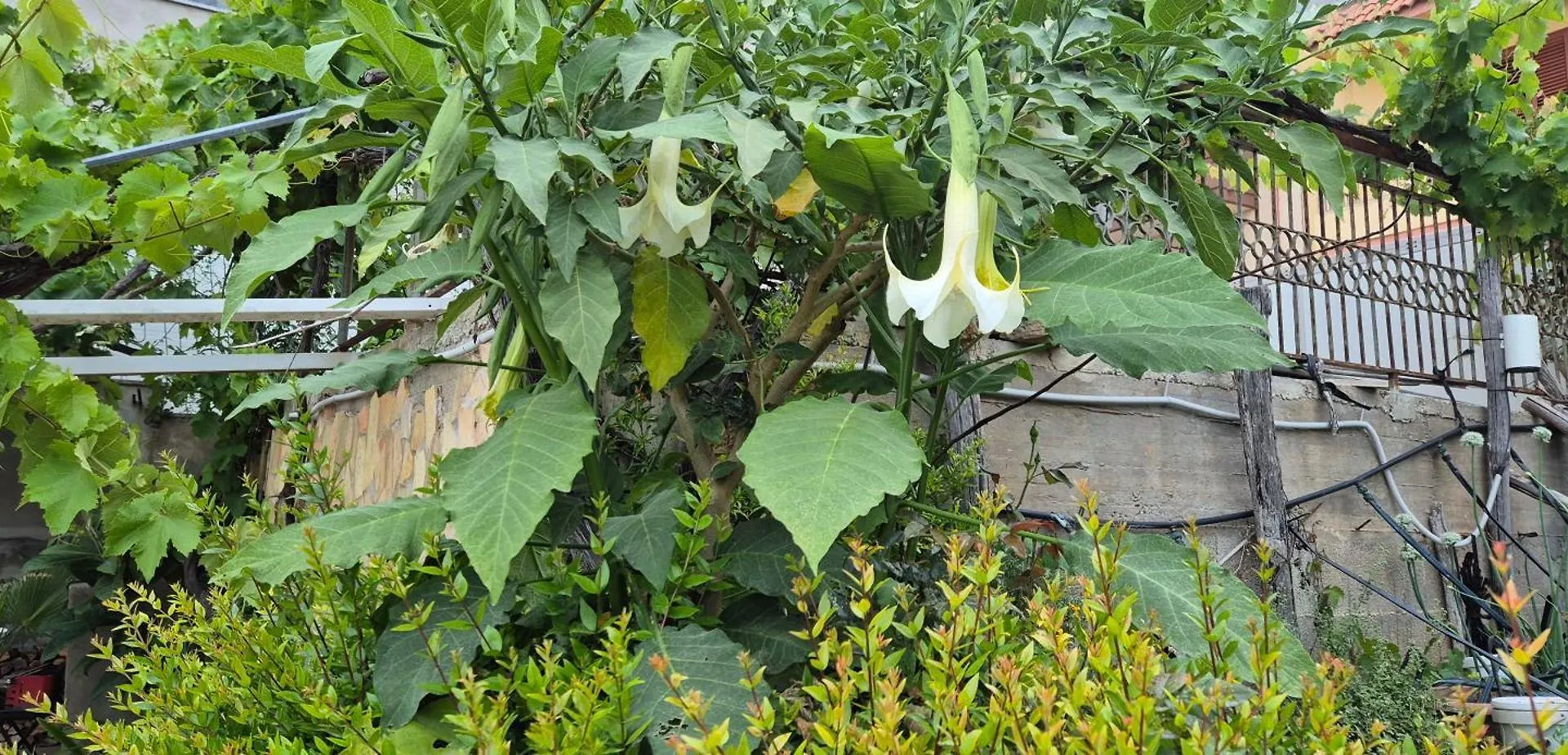 Casa Verga 伊斯皮卡 度假居